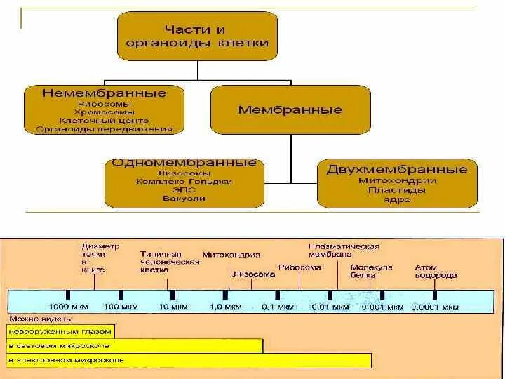 Функциональная организация клетки. Основные принципы и схема структурной организации клетки.. Структурно-функциональная организация клетки. Общий план структурно-функциональной организации клетки. Общие принципы морфофункциональной организации клетки.