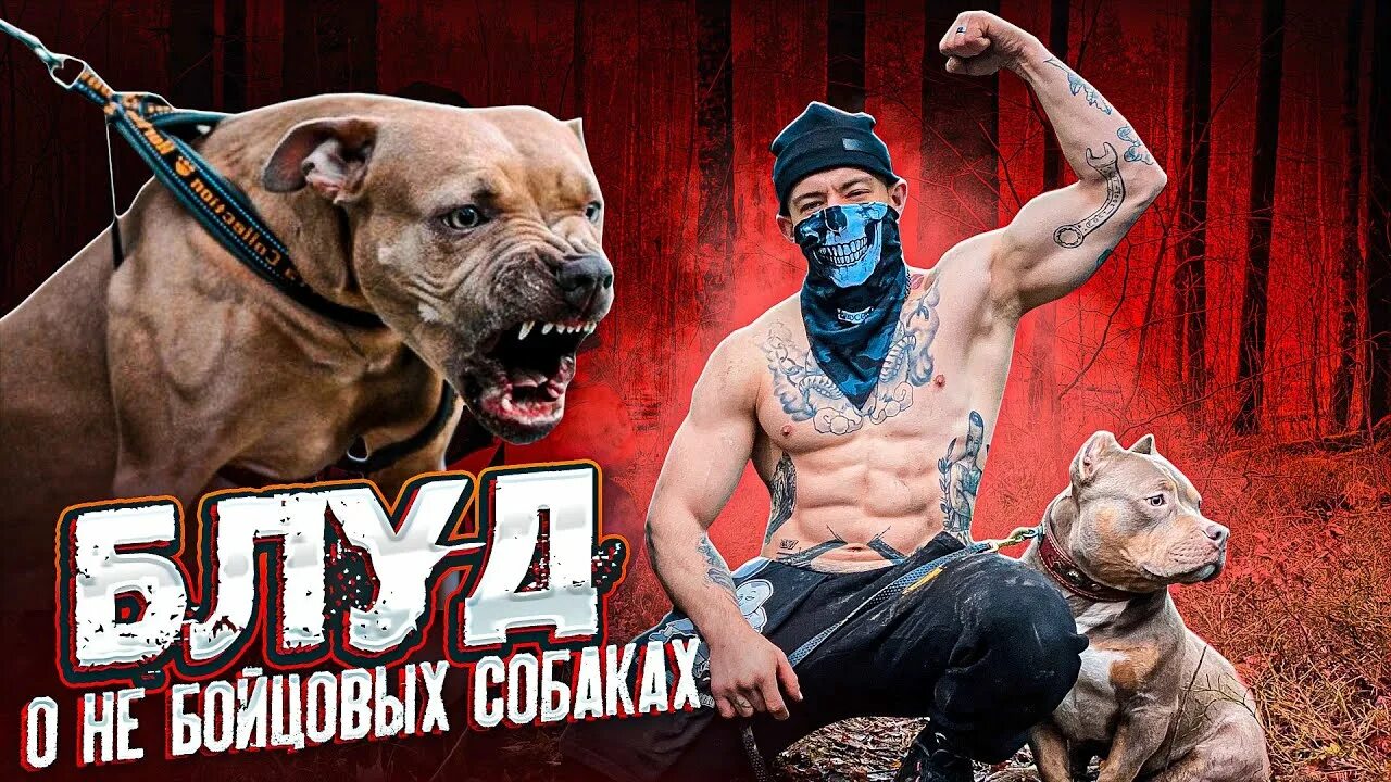 Булли собака американский булли. Собака виктора блуда. Тигровый булли. Булли терьер xl. Собака блуда.