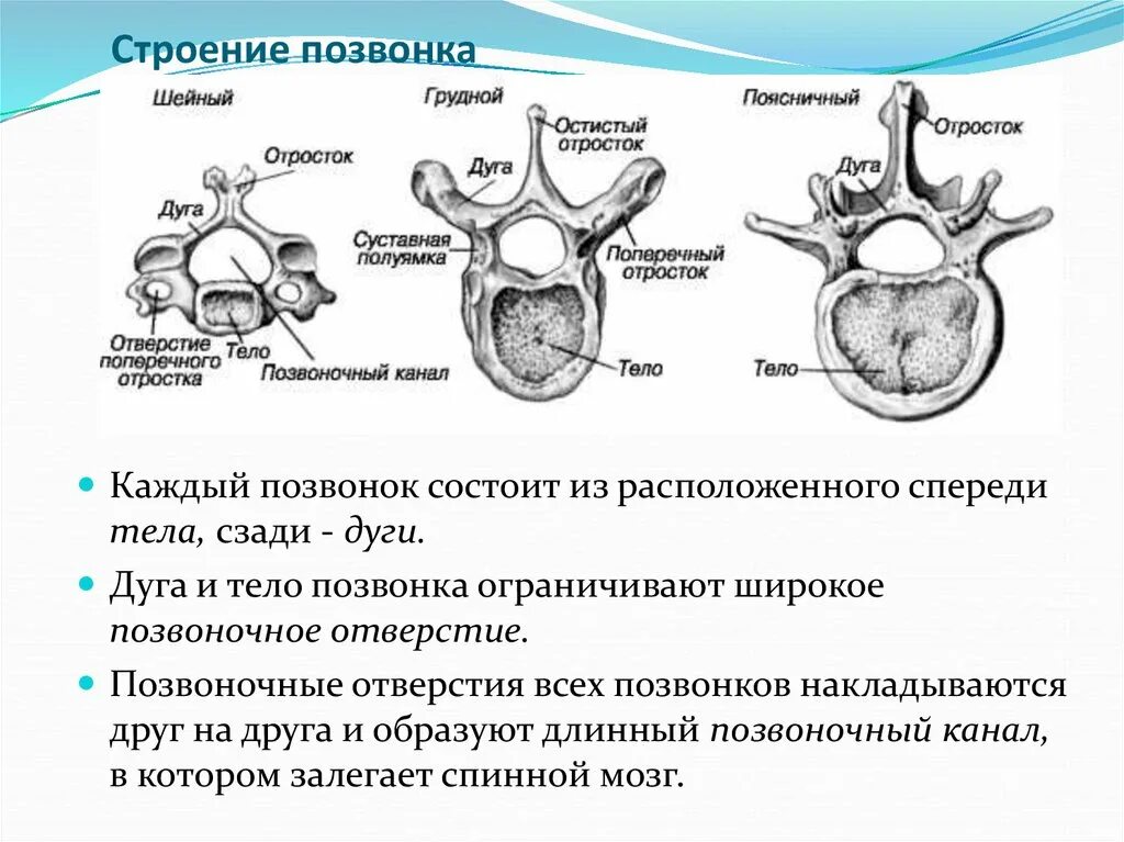 Отличие отделов позвоночника