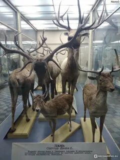 Зоологический музей в москве метро