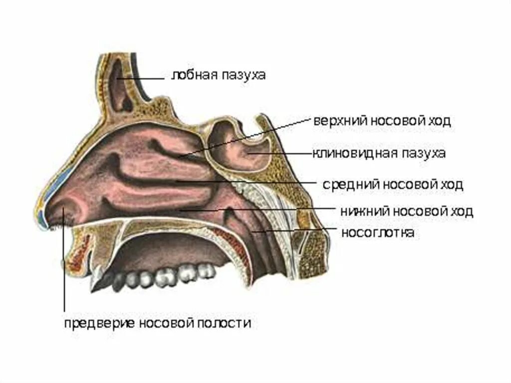 Стенки клиновидной пазухи анатомия. Лобная пазуха клиновидная пазуха. Строение клиновидной пазухи. Полость носа анатомия дыхательная система. Слизистые оболочки носовых ходов
