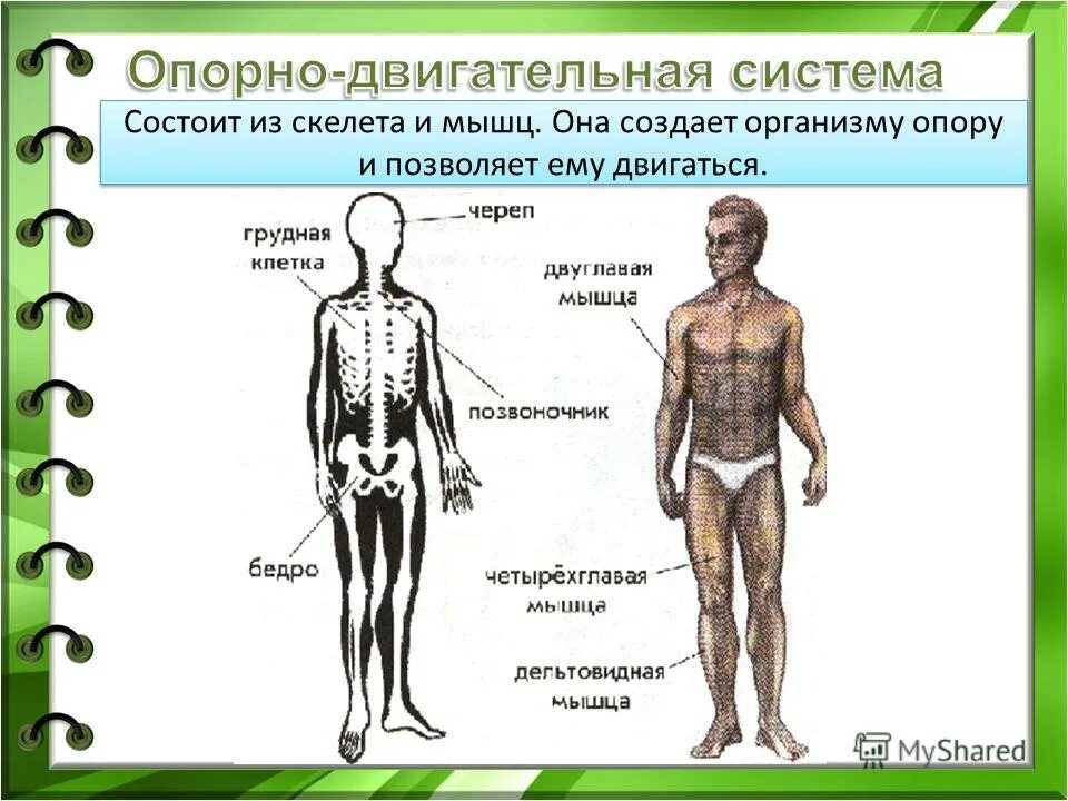 Скелет опорно двигательная система скелет. Опорно двигательная система органов функции и строение. Как обустроен организм человека. Система органов опорно-двигательная,пищеварительная. Скелет опора тела.