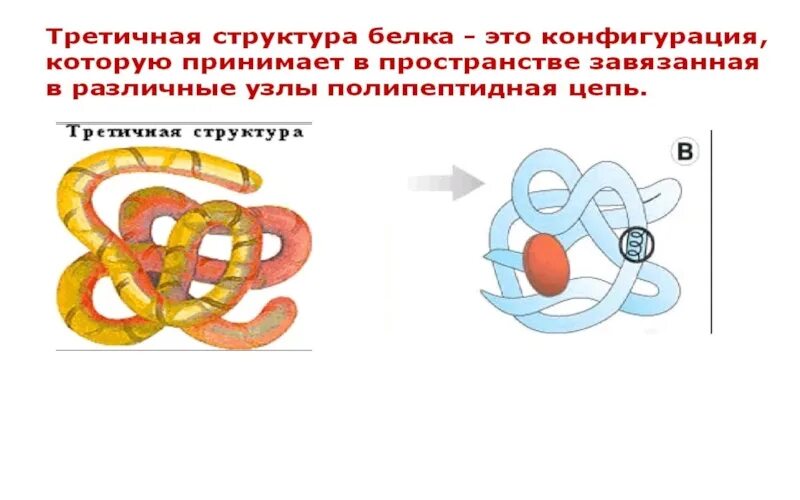 Третичная структура белка данная структура. Третичная структура белка схема. Денатурация третичной структуры белка. Белки третичная структура. Третичная структура схема.