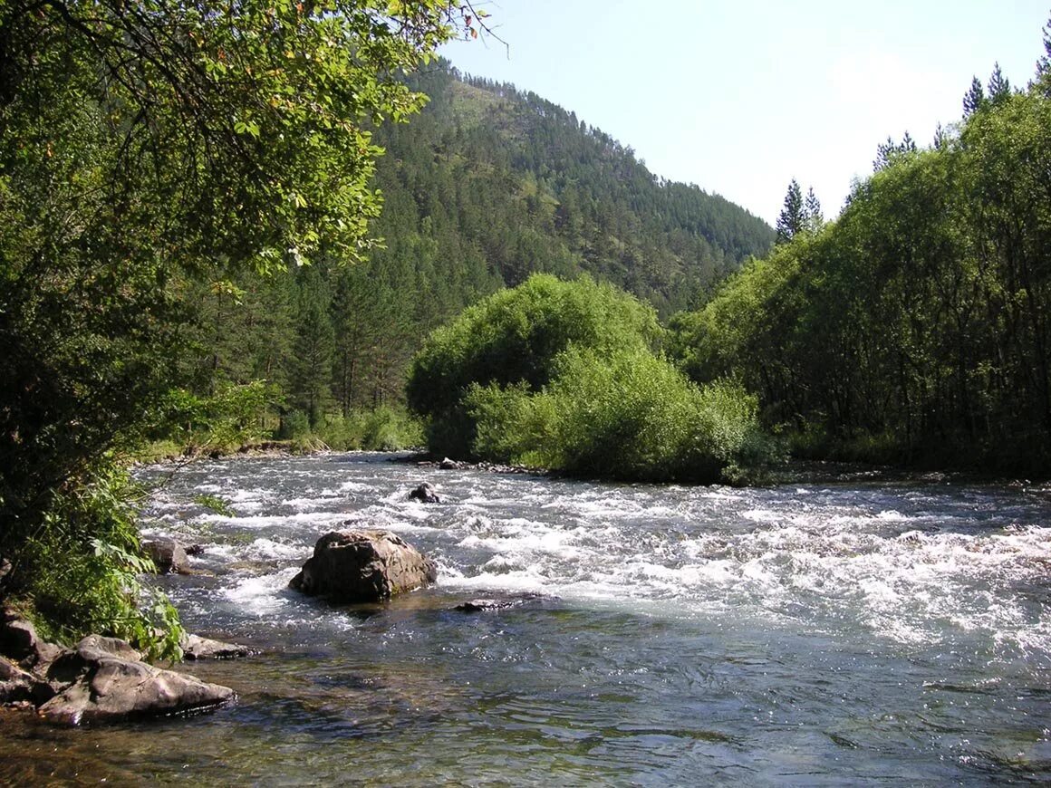 Речка Куба горный Алтай. Река Куба. Рыба река Куба горный Алтай. Р Куба Чемал.