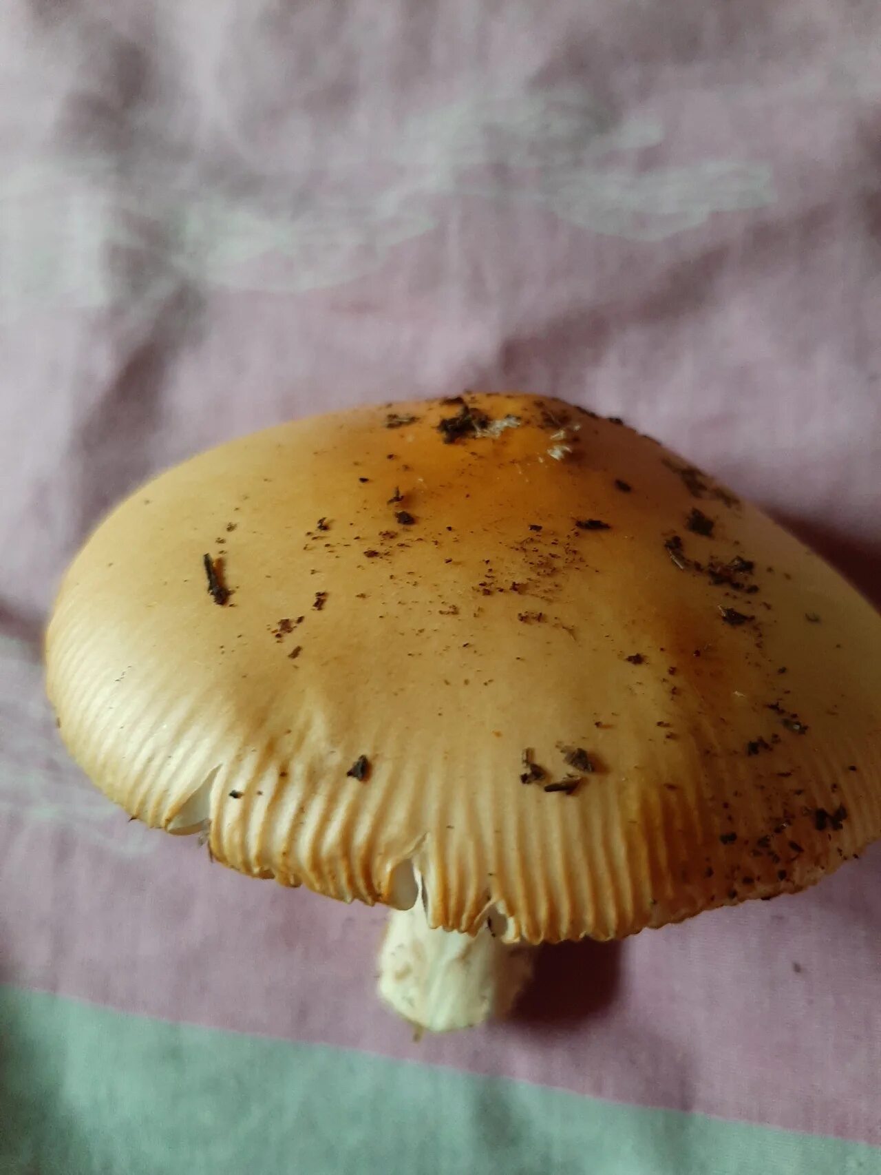 Поплавок шафранный. Поплавок жёлто-коричневый (amanita fulva). Amanita fulva гриб. Поплавок желто-коричневый гриб. Поплавок шафрановый гриб.