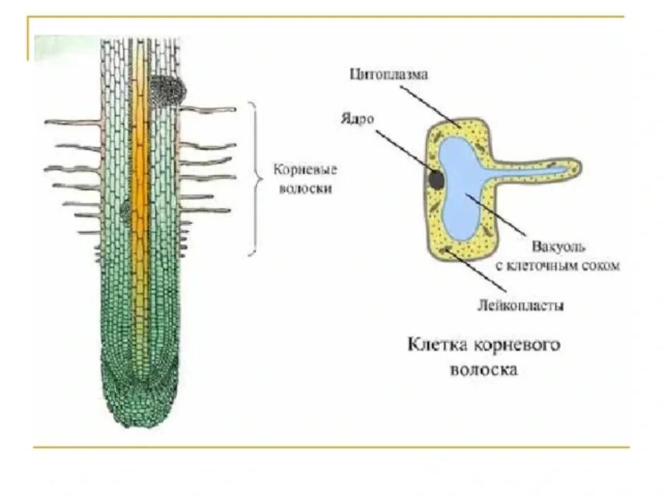 Клетки зоны всасывания корня. Корневой чехлик 3) корневой волосок. Корневой чехлик строение клеток. Корневые волоски 6 класс биология.