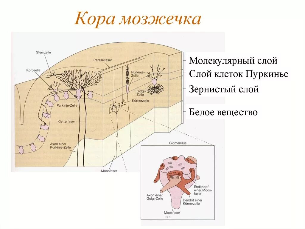 Глиальные элементы коры мозжечка. Клетки коры мозжечка. Мозжечок строение коры мозжечка. Нейронные слои коры мозжечка.