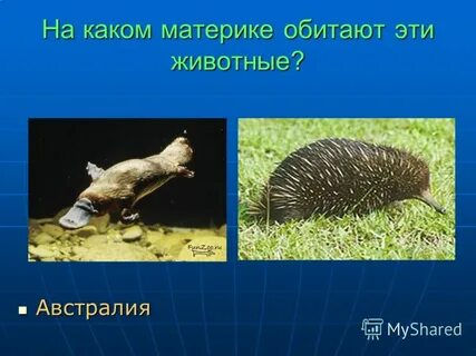Какие животные обитают на материке а