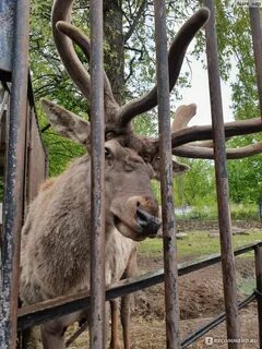 Зоопарк старый адрес