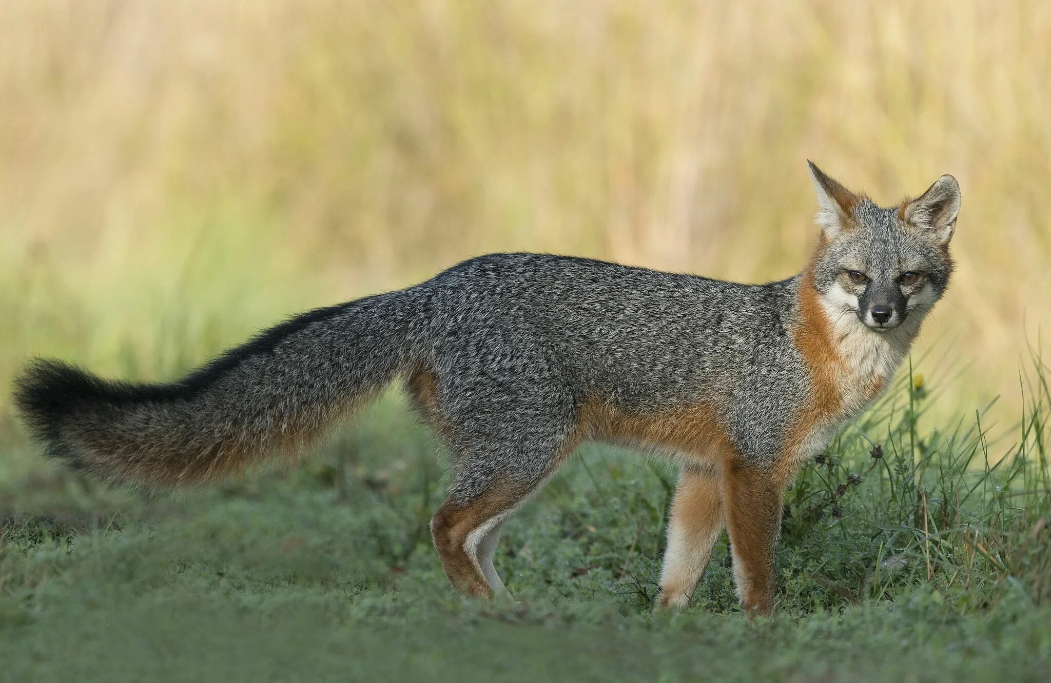 First fox. Степная лисица Корсак. Американский Корсак Vulpes Velox. Грей Фокс лиса. Корсак Сибирский.