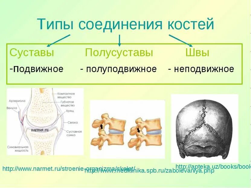 . Соединения костей: , полусуставы, суставы. Типы соединения костей полуподвижные. Подвижная полуподвижная неподвижная соединение костей. Типы соединения костей суставы.