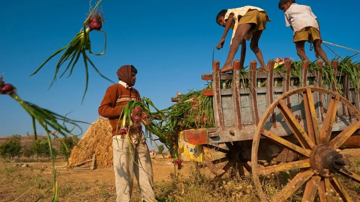 Суринам хозяйство. Земледелие в Индии. Традиционное сельское хозяйство. Сельское хозяйство Индии.