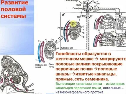 Возникновение полового