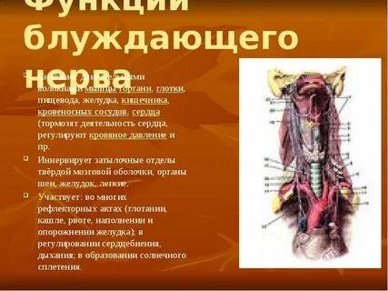 Блуждающий нерв относится к отделу нервной системы
