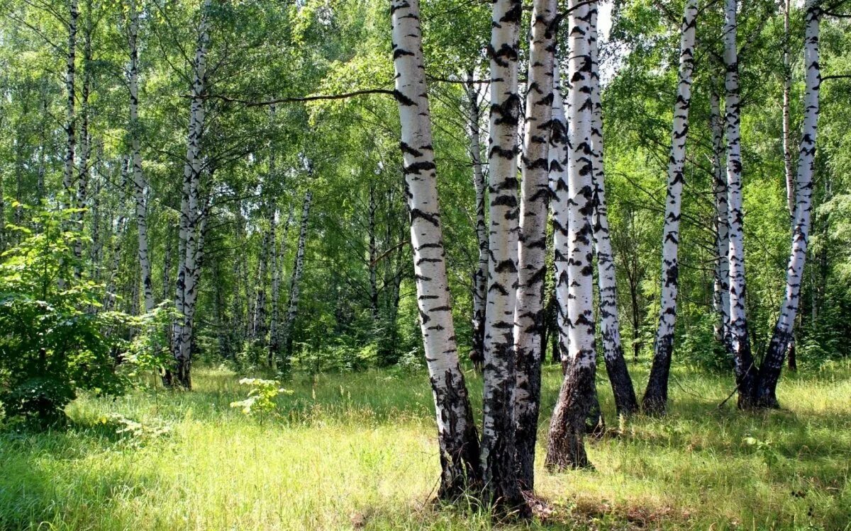 Береза очень созвучна русской природе впр. Березовая роща Рязань. Березовые Рощи Марий Эл. Русский лес Березовая роща. Природа Рязанской области Березовая роща.