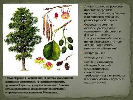 Систематика осины