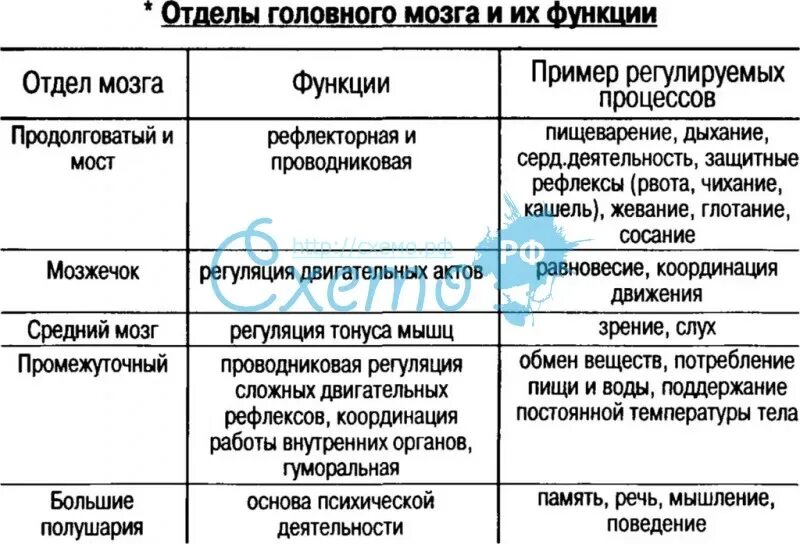 Строение и функции отделов головного мозга таблица. Таблица биология головной мозг отделы функции. Отдел мозга строение функции таблица. Особенности строения и функции отделов головного мозга. Таблица отдел мозга особенности строения функции