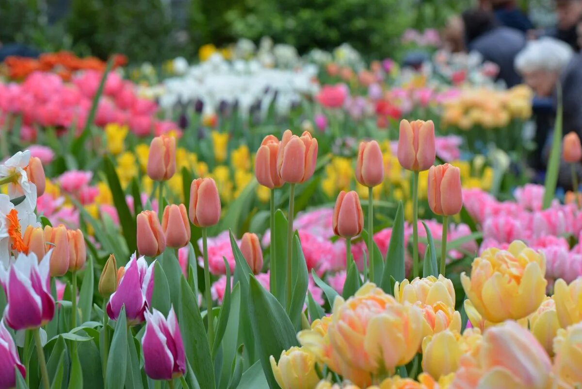 выставка тюльпанов в аптекарском огороде. тюльпан драгон кинг. выставка весенних цветов. аптекарский огород выставка тюльпанов. аптекарский огород выставка тюльпанов.