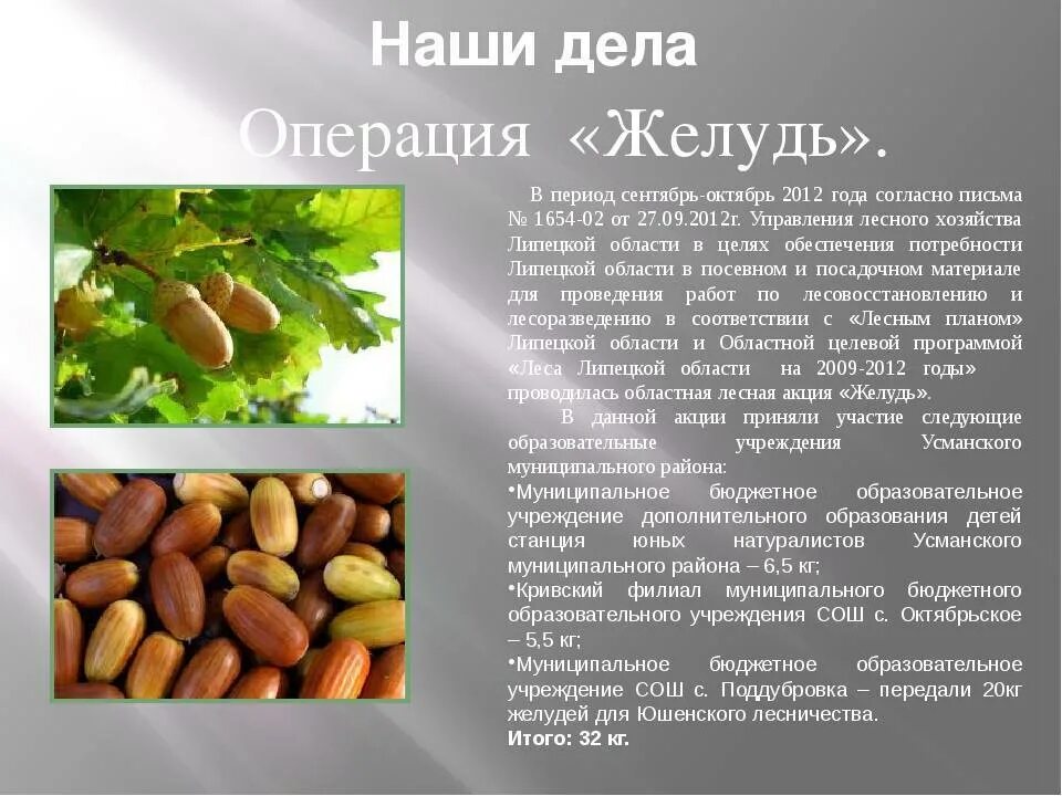 Дуб черешчатый древесина. Чем питается дуб. Дуб черешчатый краткое описание. Пушкинские горы дуб пушкина. Дуб черешчатый крона.