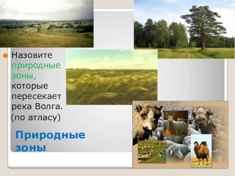 Природные зоны Волги. Волга пересекает природные зоны. Природные зоны около Волги. Природная зона около реки Волга. Назовите природное место