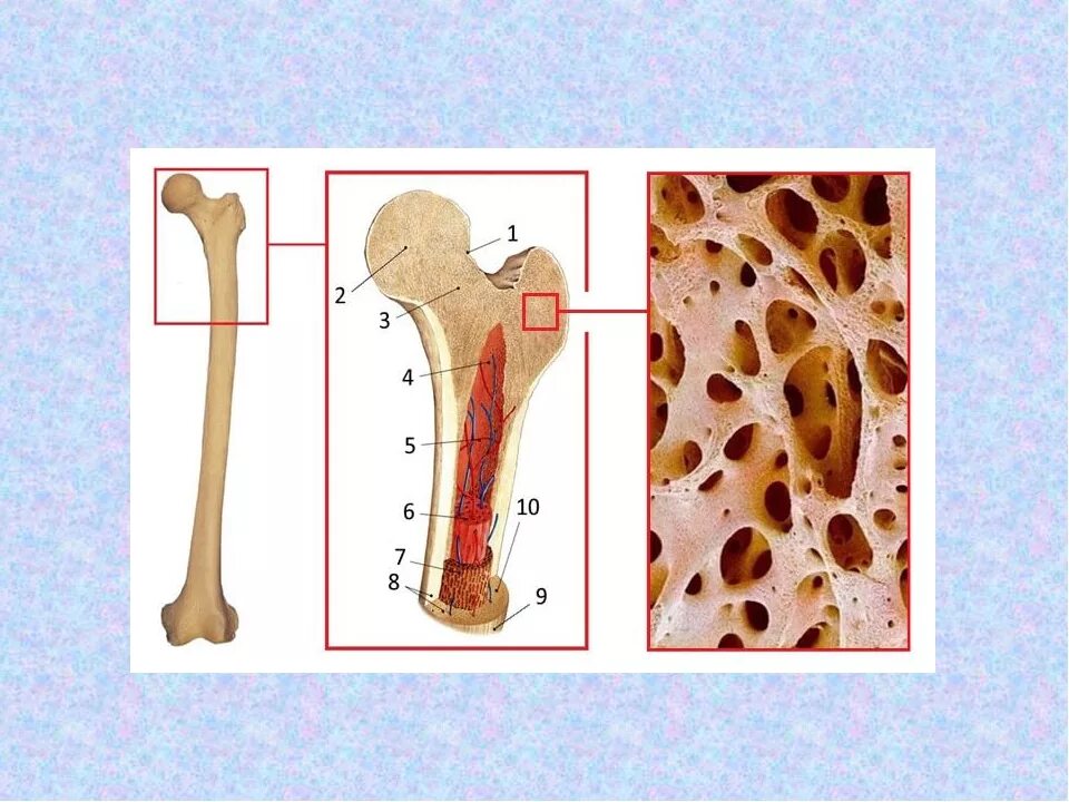Строение губчатой ткани кости. Трубчатые кости костный мозг. Костный мозг в губчатой кости. Костная ткань головки кости.