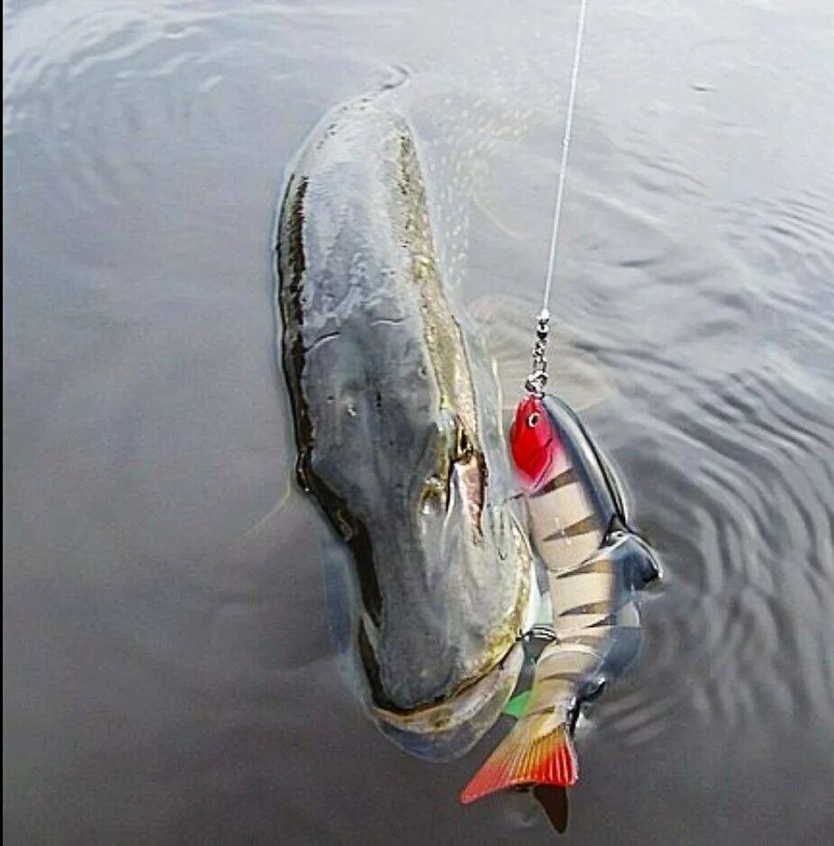 Поплавочная рыбалка для начинающих Professional Fisherman Дзен