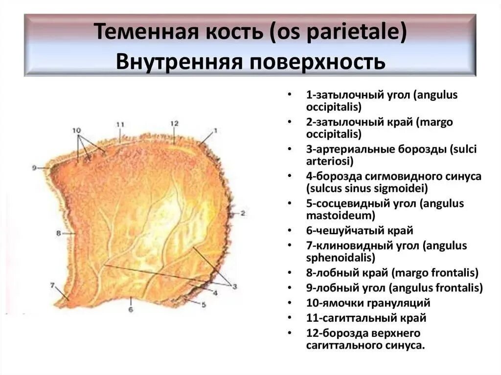 Поверхность кости на латинском языке. Анатомия малоберцовой кости человека. Кости кисти анатомия латынь. Кости предплюсны анатомия на латыни. Верхний вертел бедренной кости.