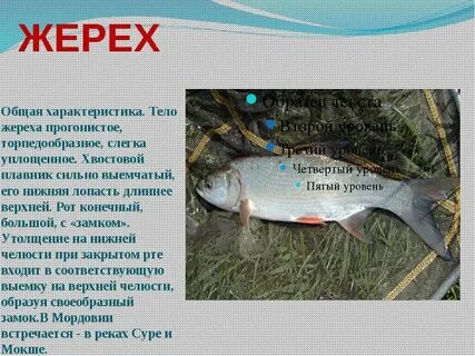 Жерех описание