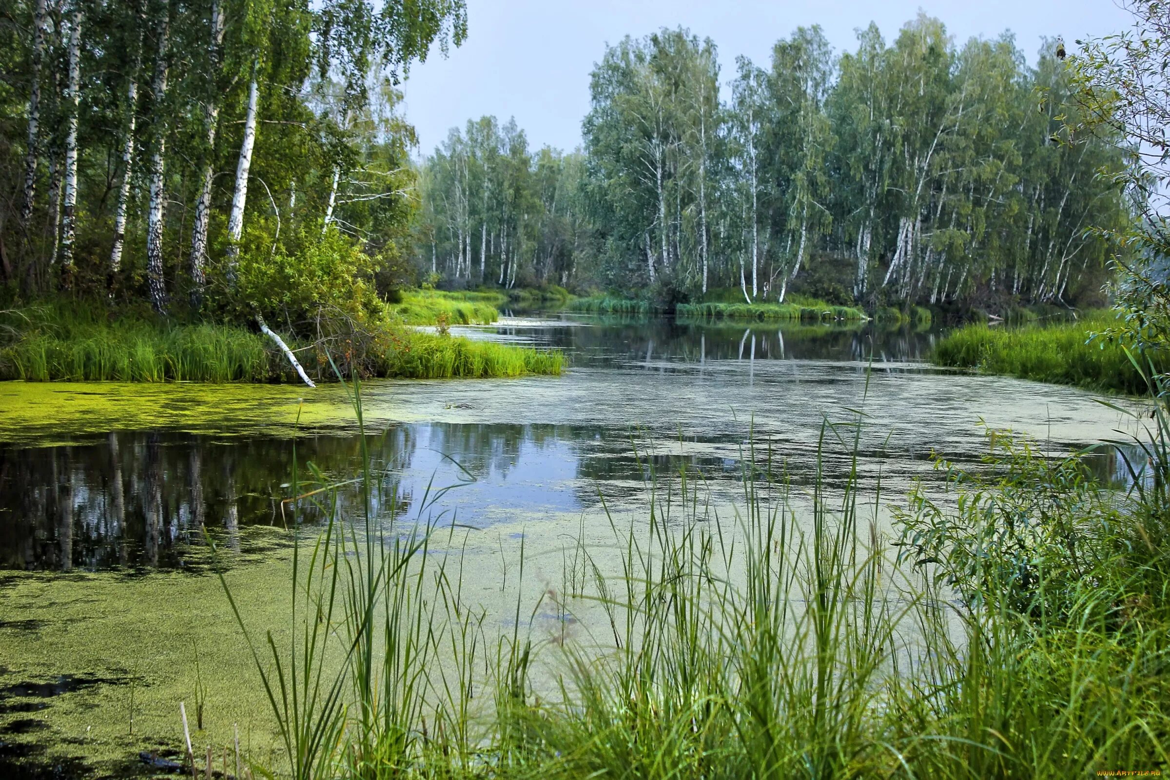 Природа плавней. Осиновое озеро Ульяновск. Лесное озеро Ступино. Озеро Березовое Березово. Крюковский лес речка пруд.