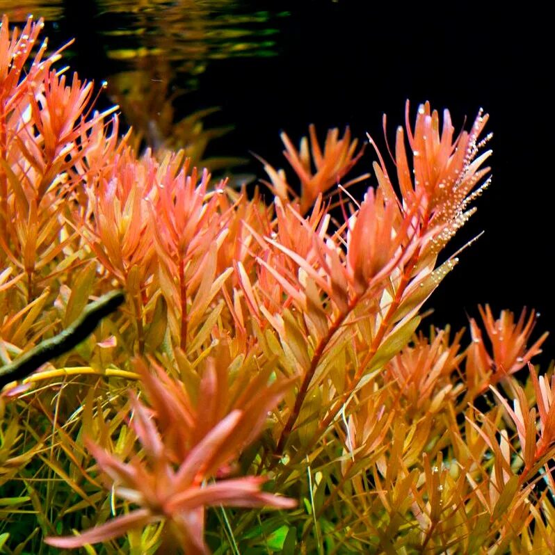 Растение ротала. Ротала круглолистная. Ротала Индика. Ротала Ротундифолия (Rotala rotundifolia). Ротала tulunadensis.