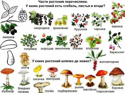 Грибы и ягоды картинки для детей