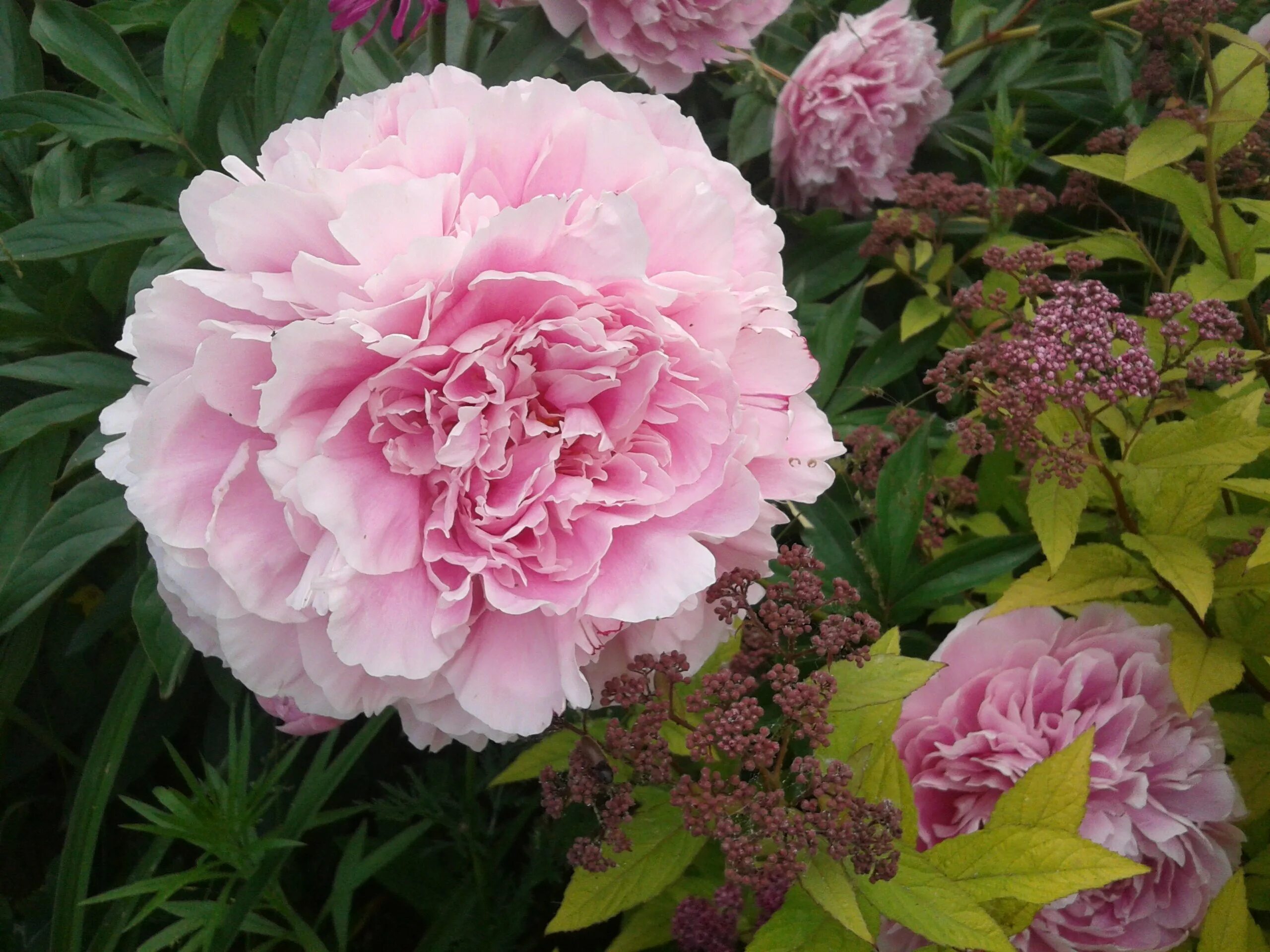 Elsa von Brabant_2009_07