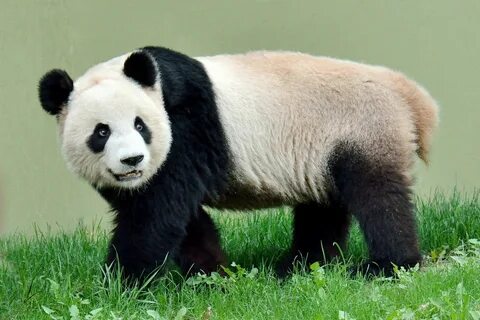 Pandas def