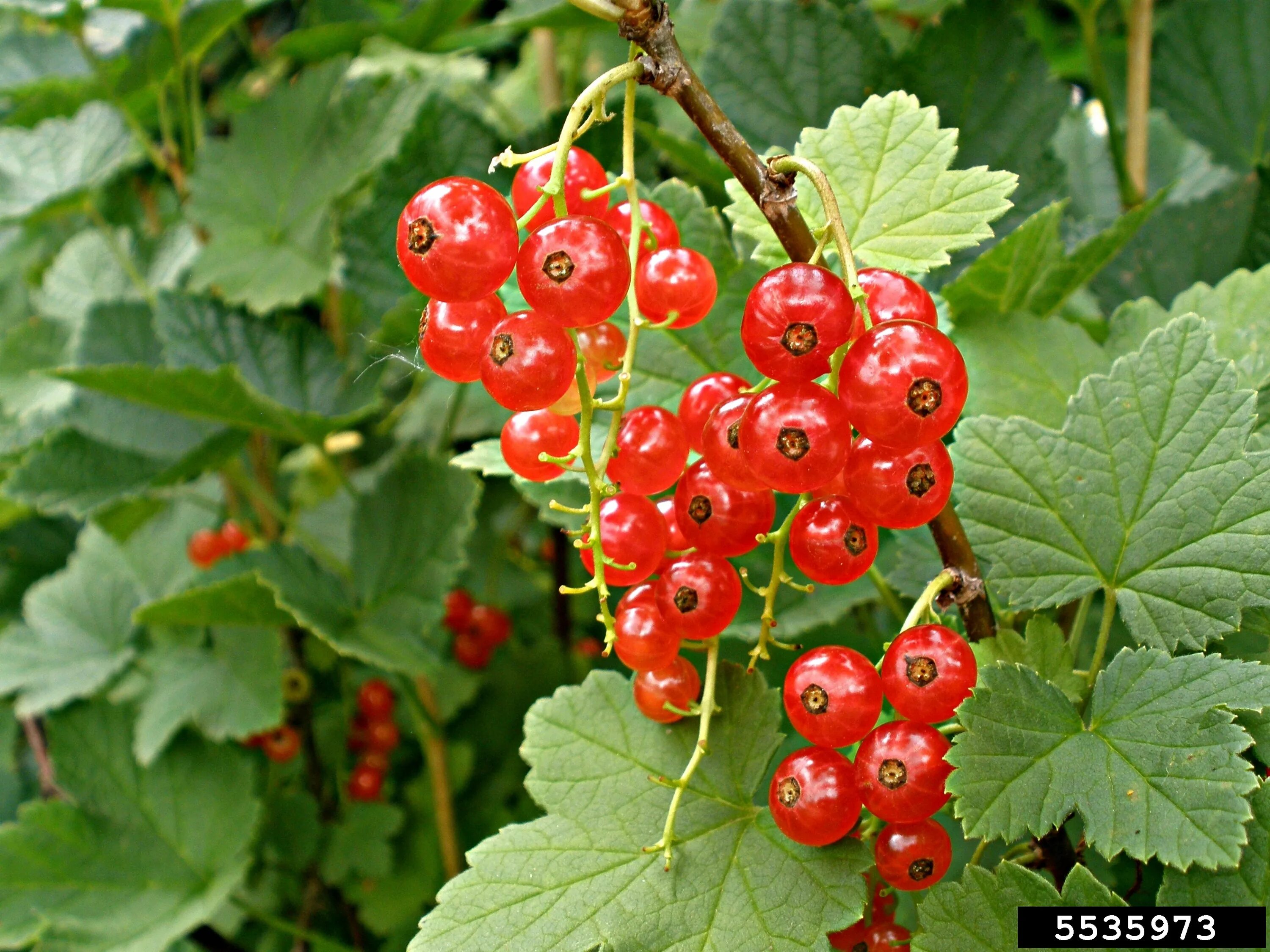 Смородина латынь. Смородина ribes rubrum. Красная (ribes rubrum. Смородина красная (ribes rubrum) шпалера. Смородина красная (ribes rubrum) серпантин.