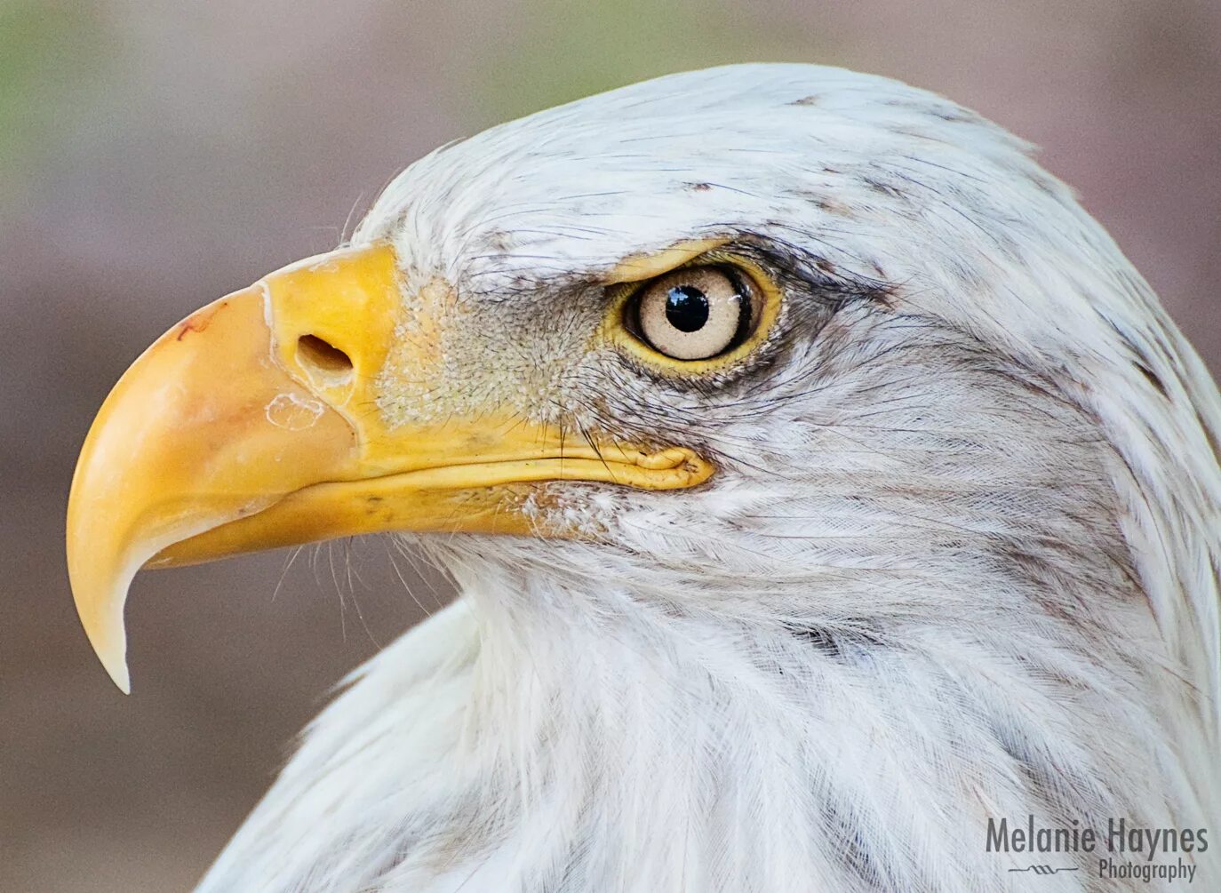 Demo eagle eye viewer. Eagle eye. Eagle eyes перевод. Eagle eye memes. Eagle eye программный комплекс.