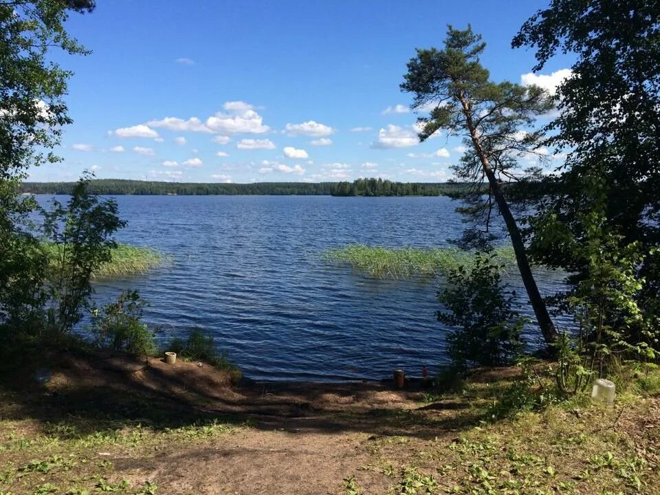 Озеро зеркальное Ленинградская область. Зеркальное озеро Зеленогорск. Озеро Верховье Выборгский район. Озеро Чикинское Ленинградская область.