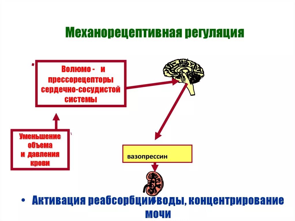 Нервная и гуморальная регуляция почек. Гуморальная регуляция мочеобразования. Регуляция процесса мочеобразования. Нервная и гуморальная регуляция мочеобразования. Нервная регуляция мочеобразования.