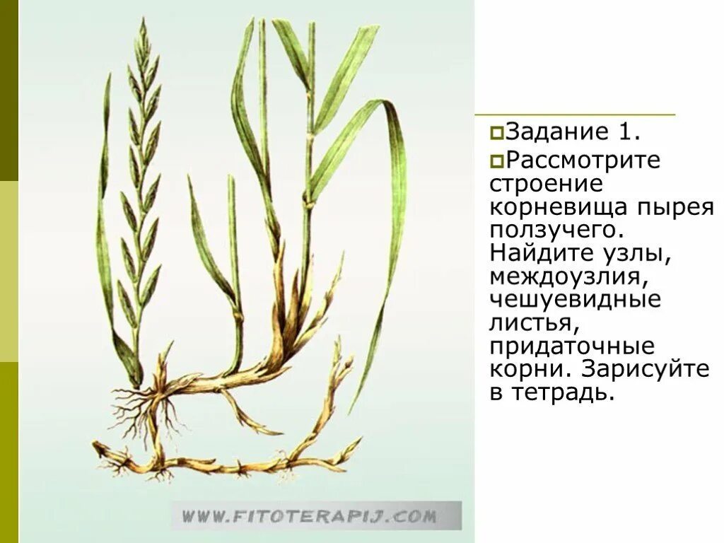 Корневище пырея представляет собой видоизмененный корень. Пырей ползучий корневище. строение корневища пырея. чешуевидные листья у пырея. пырей ползучий корень.