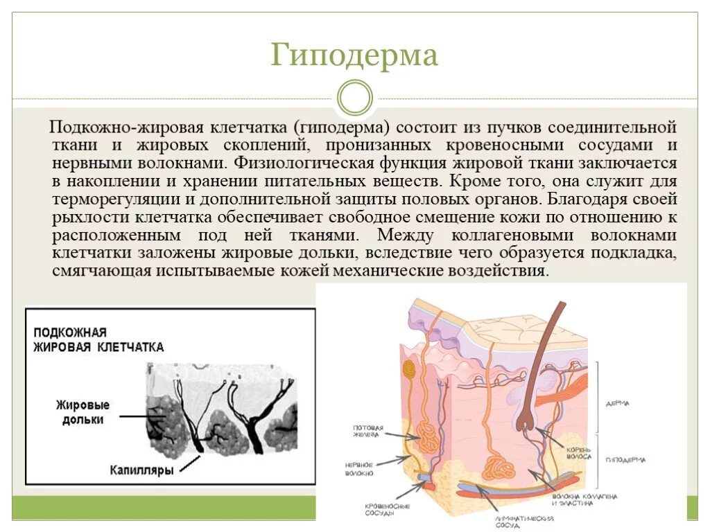 Из чего состоит подкожно жировая клетчатка. Строение подкожно жировой клетчатки. Структура гиподермы кожи человека. Подкожная жировая клетчатка гиподерма функции. Клетчатка строение и функции