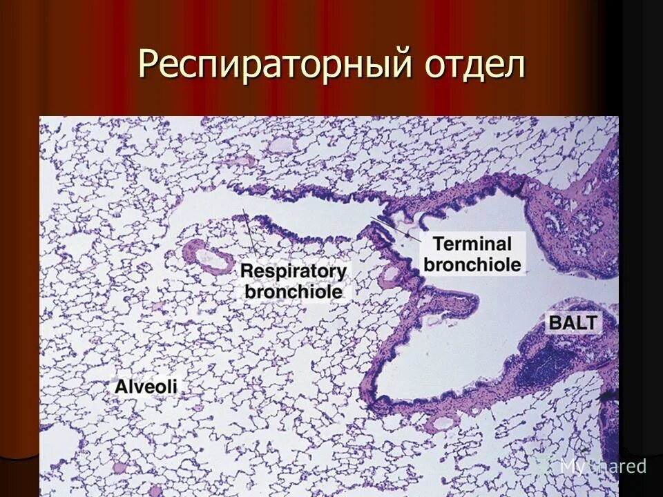 Респираторный отдел легких. Терминальная бронхиола гистология. Терминальная бронхиола препарат. Респираторный отдел. Респираторный отдел дыхательной системы.