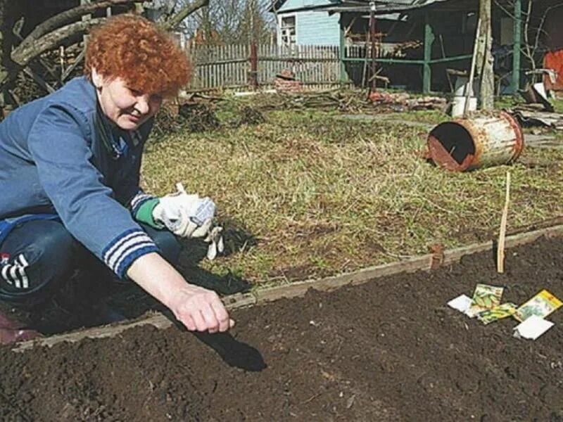 Можно ли сажать кабачки в грунт. Посадка кабачков. Садим кабачки в открытый грунт. Посадка семян кабачков в грунт. Сажаем кабачки в открытый грунт семенами.