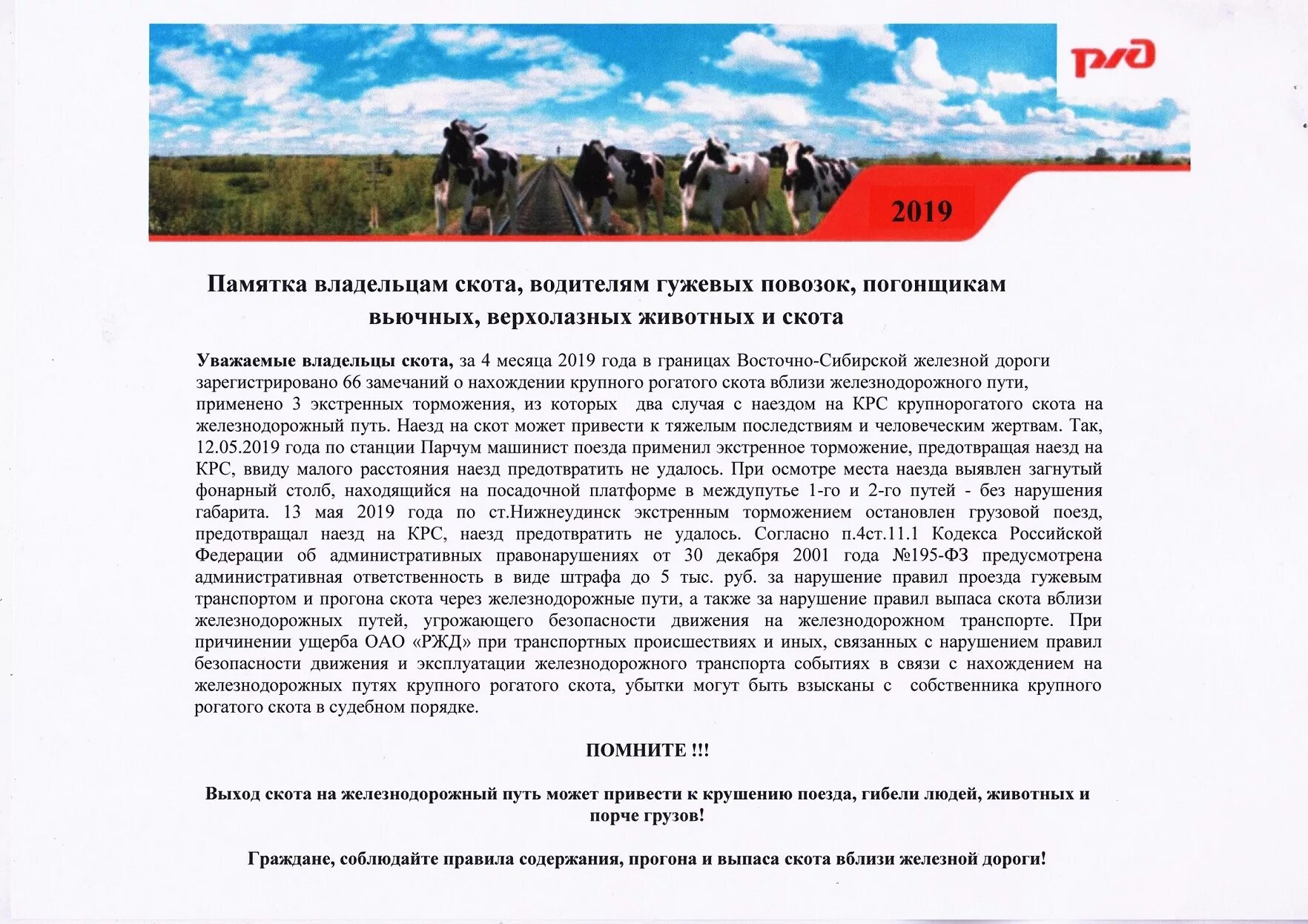 Корова в британии. Правила содержания крс. Домашний скот на дороге. Выгул скота закон. Кража крупного рогатого скота.