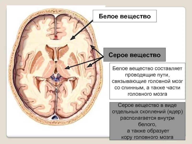 Серое и белое вещество головного мозга функции. Серое и белое вещество в полушариях большого мозга. как располагается серое и белое вещество в головном мозге. головной мозг строение серое и белое вещество. распределение серого и белого вещества в головном мозге.
