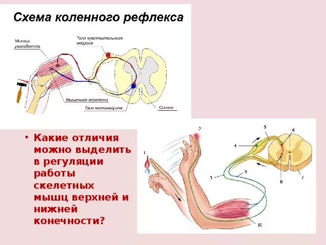 Схема рефлекторной дуги разгибательного коленного рефлекса. Рефлекторная дуга коленного рефлекса. Рефлекторная дуга коленного рефлекса схема биология. Схема рефлекторной дуги ахиллова рефлекса.