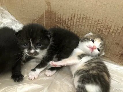 Отдают котенка 1 месяц