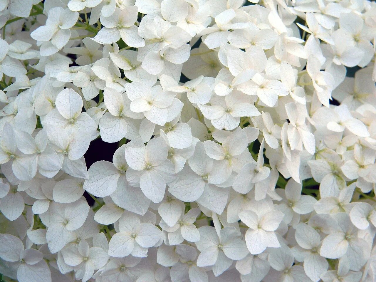 Белый цвет фото. Гортензия Уайт Лайт. Гортензия белая. Гортензия Уайт Белл. Гортензия узколистная белая.