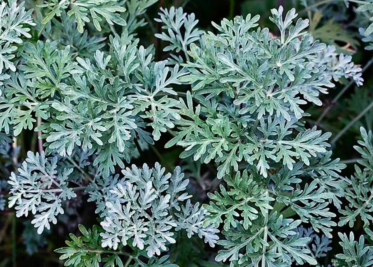 Полынь пряная. Полынь горькая (Artemisia absinthium). Полынь Стеллера. Полынь сантонская. Полынь Сибирская.