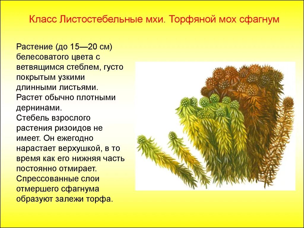 Форма расположение размер окраска листьев мха ВПР–2024, биология–7: задания, ответы, решения