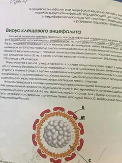 Возбудителем таежного энцефалита являются