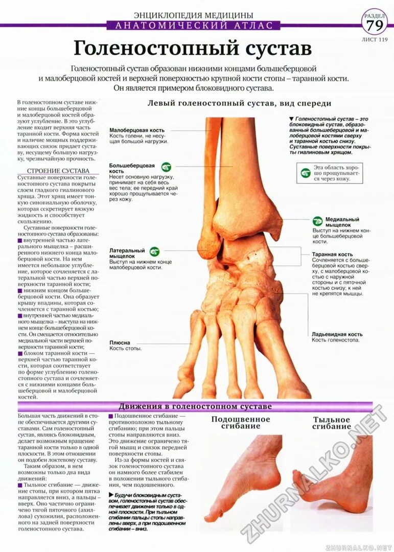 Фото стопы кости суставы. Строение стопы и голеностопного сустава. Голеностопный сустав анатомия строение кости. Костное строение голеностопа. Суставная поверхность латеральной лодыжки.